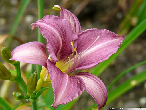 Hemerocallis 'Little Fellow'